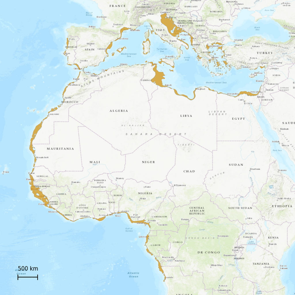 IUCN Red List PDF HTML - Rhinoptera marginata