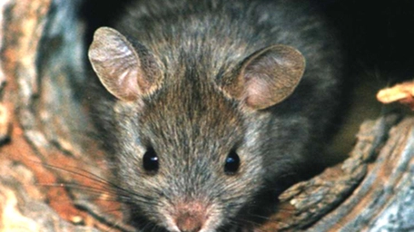 Foundation for Australia’s Most Endangered Species (FAME)